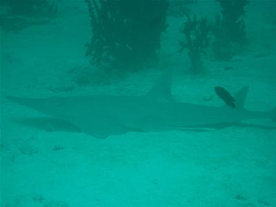 sharkp10.jpg